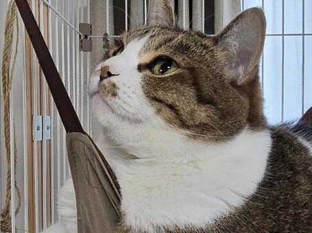 Cat in a hammock, JPG Cat in a hammock, JPG