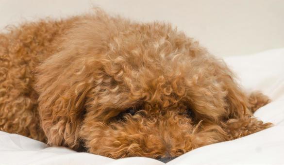 Photo, toy poodle, doggy, small dog, 