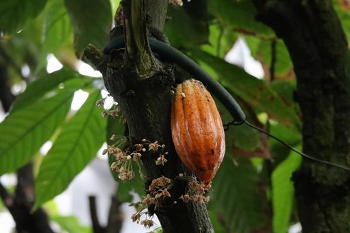 緑の葉と白い花と茶色の実のカカオの木 緑,葉,白いの写真素材