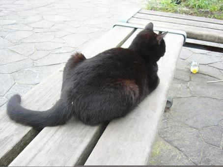 くろ 後ろ姿 くろ 後ろ姿 猫,野良猫,くろの写真素材
