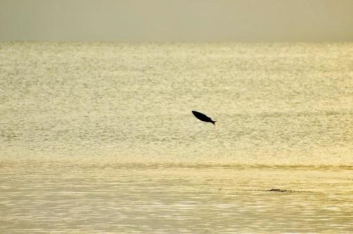 夕暮れのハマチの海面ジャンプ ハマチ,海面ジャンプ,秋の写真素材
