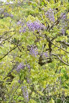 wisteria flowers, JPG