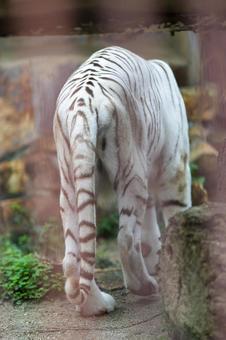 ホワイトタイガー ホワイトタイガー ホワイトタイガー,虎,動物の写真素材