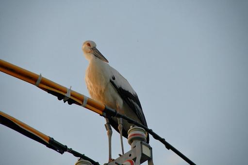 コウノトリ コウノトリの写真