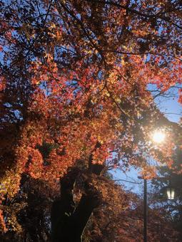 秋の紅葉 紅葉,街灯,赤の写真素材