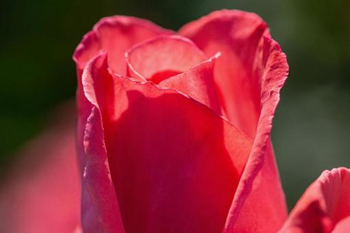 赤いバラのアップ 赤いバラのアップ 薔薇,アップ,赤の写真素材