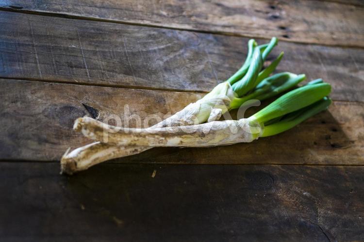 土のついた白ネギ ネギ,下仁田ネギ,野菜の写真素材