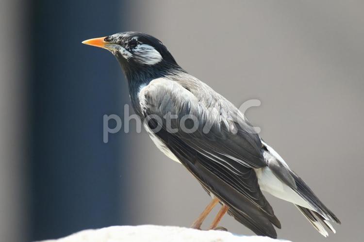 これは美形なムクドリ③ ムクドリ,野鳥,野山の鳥の写真素材