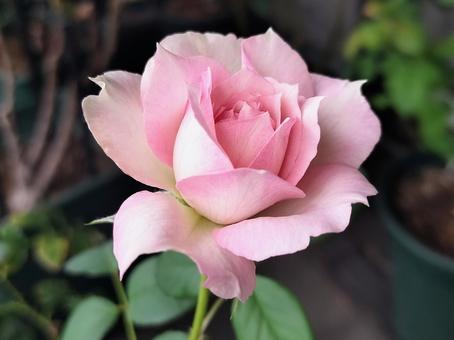 ベランダのバラ・シャリマー ベランダのバラ・シャリマー バラ,薔薇,シャリマーの写真素材