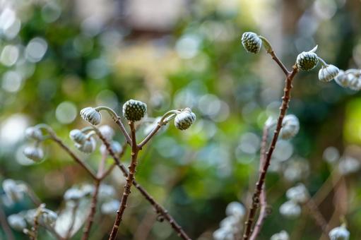 玉のように膨らむミツマタの蕾 玉のように膨らむミツマタの蕾の写真