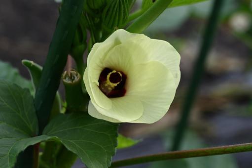 家の畑に咲いたオクラの花 家の畑に咲いたオクラの花の写真