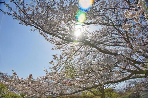 桜の写真