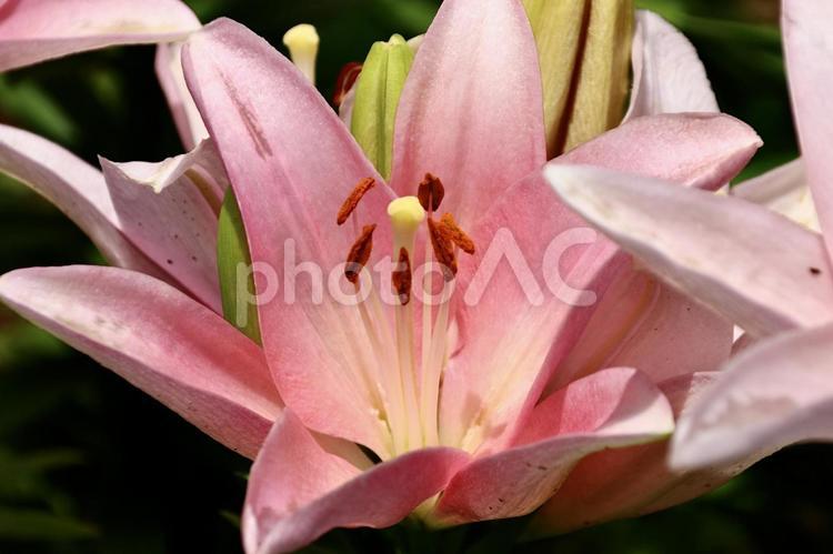 ピンクの百合の花　9 百合,ゆり,ユリの写真素材