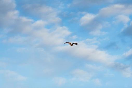 上空から下を見下ろすトビ 上空から下を見下ろすトビ トビ,猛禽類,野鳥の写真素材