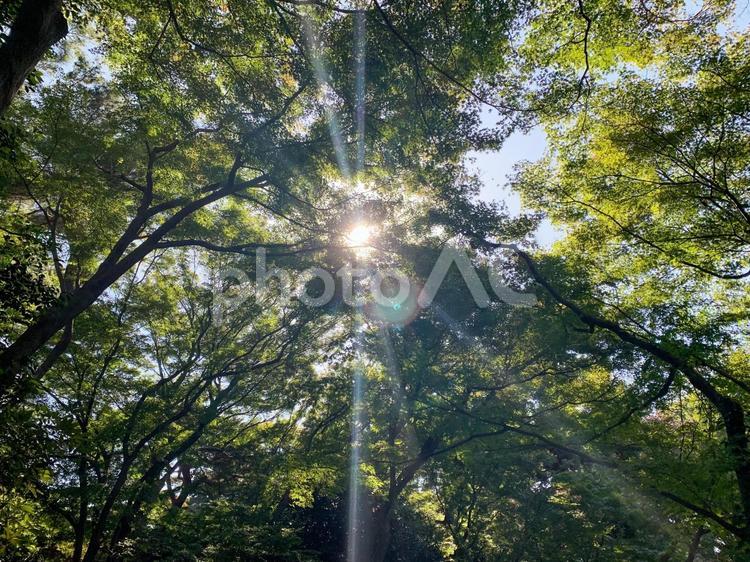 木漏れ日、秋 森林,光,太陽の写真素材