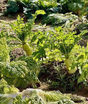 福井県坂井市　冬の畑 畑,農場,竹田水車メロディーパークの写真素材