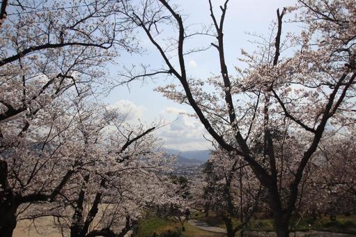 安部山公園 安部山公園の写真