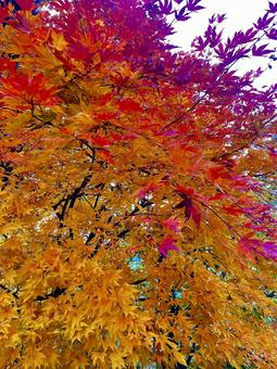 紅葉Bの写真
