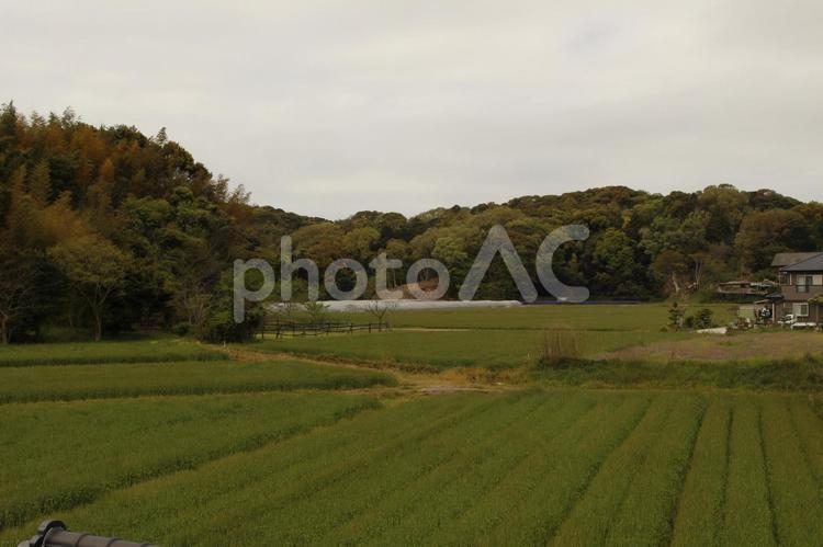 田舎の風景 田んぼ,田舎,自然の写真素材