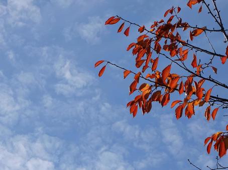 哀愁の季節・紅葉の秋 哀愁の季節・紅葉の秋 紅葉,枯葉,秋の写真素材
