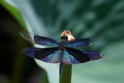 チョウトンボ チョウトンボ チョウトンボ,昆虫,虫の写真素材
