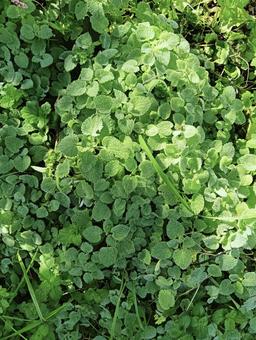 葉っぱ24 葉っぱ,緑,植物の写真素材