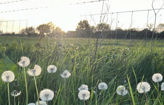 夕暮れのタンポポの綿毛 夕暮れのタンポポの綿毛の写真