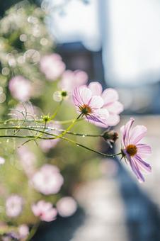 雨雫とコスモスの輝き 雨雫とコスモスの輝き コスモス,観光,田舎の写真素材
