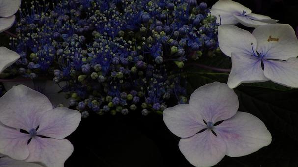 紫陽花のクローズアップ 紫陽花のクローズアップの写真