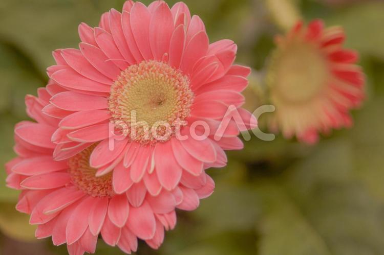 ピンク色のガーベラの花 ガーベラ,花,ピンクの写真素材