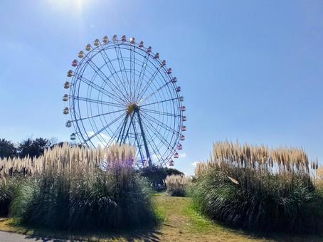 観覧車とススキ 観覧車とススキ 観覧車,ススキ,すすきの写真素材