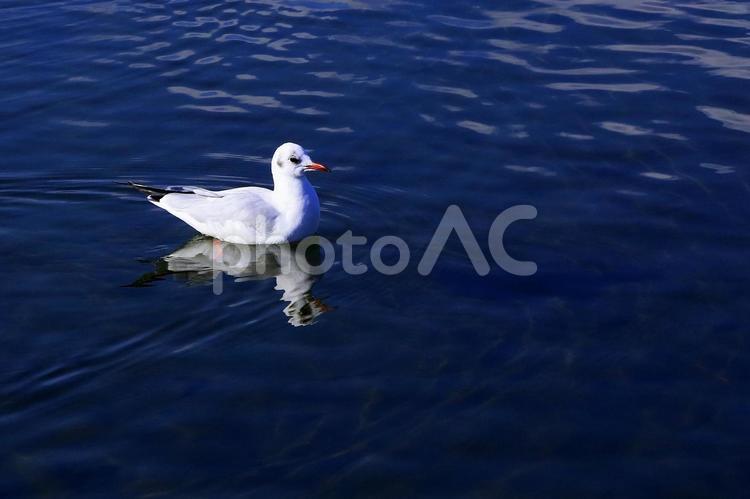 かわいい冬の渡り鳥　一羽のユリカモメ ユリカモメ,百合鴎,渡り鳥の写真素材