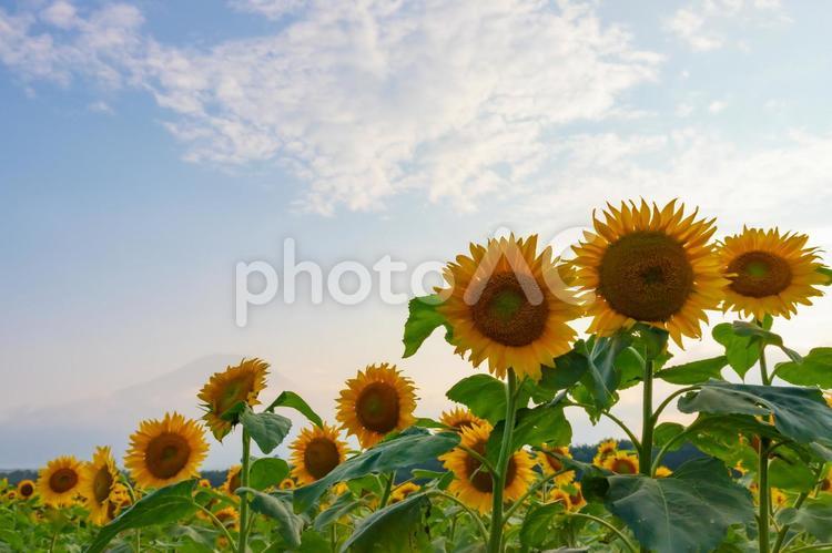 山梨県　向日葵 向日葵,山中湖,夏の写真素材