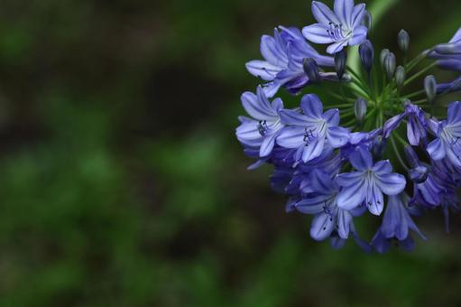 Photo, agapanthus, purple clam, murasaki kunsiran, 