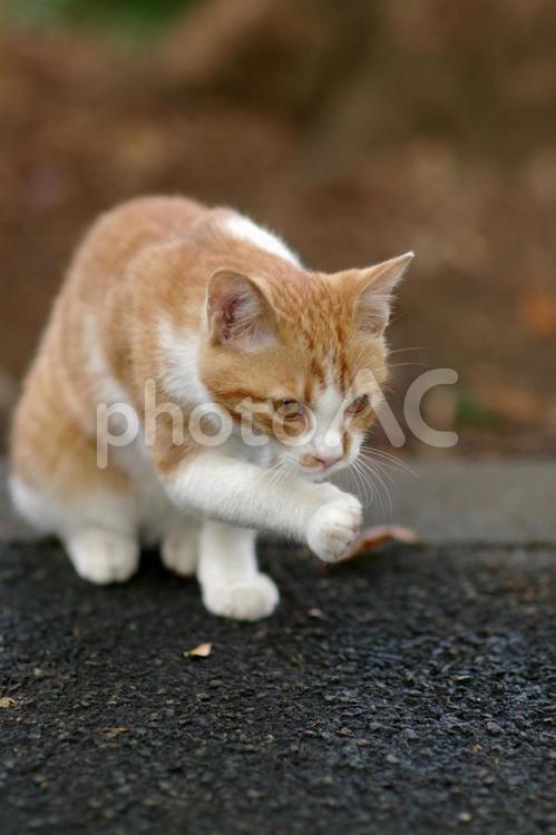 毛づくろいする植込みの茶トラの仔猫 ネコ,仔猫,茶トラ猫の写真素材