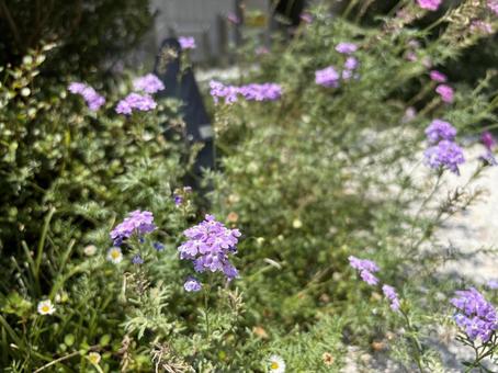 夏の日に咲く青い野花 夏の日に咲く青い野花の写真