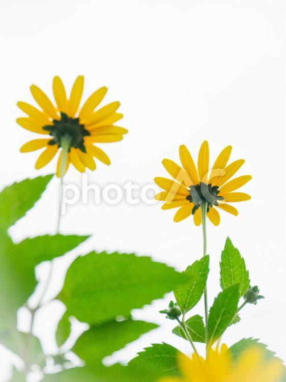 真っすぐ空へ伸びるキクイモ 植物,花,葉の写真素材