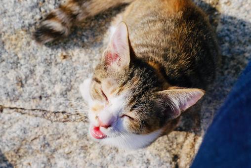 こちら見て鳴いている野良猫 野良猫,三毛猫,秋の写真素材