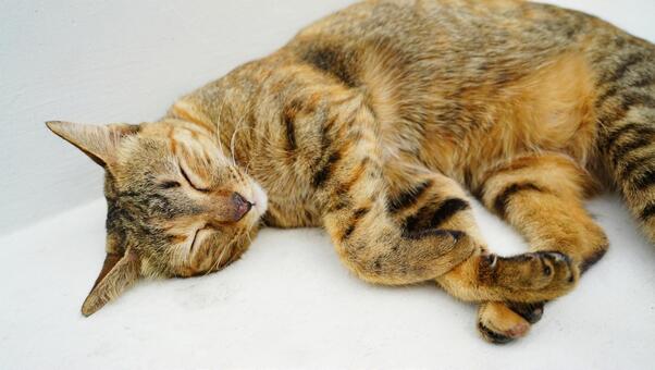 ネコ ネコ,可愛い,ペットの写真素材