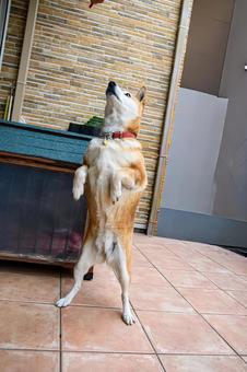 後ろの二本足で立つ柴犬 犬,わんこ,柴犬の写真素材