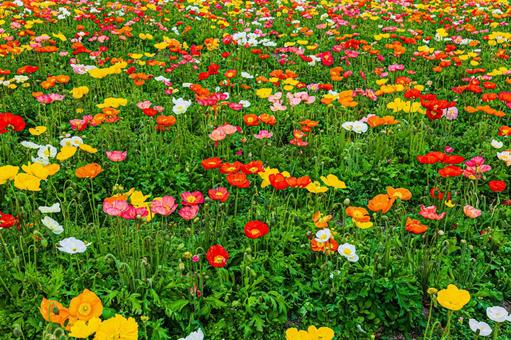 Seasonal Flowers, JPG Seasonal Flowers, JPG