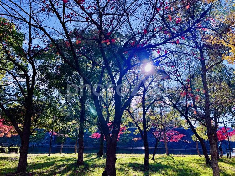 秋の美しい紅葉　木漏れ日 青空,秋,紅葉の写真素材