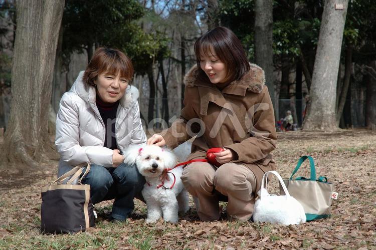冬の公園で二人の女性とビションフリーゼ ビションフリーゼ,犬,ペットの写真素材