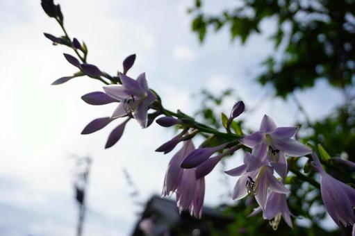 ギボウシの花 ギボウシの花の写真