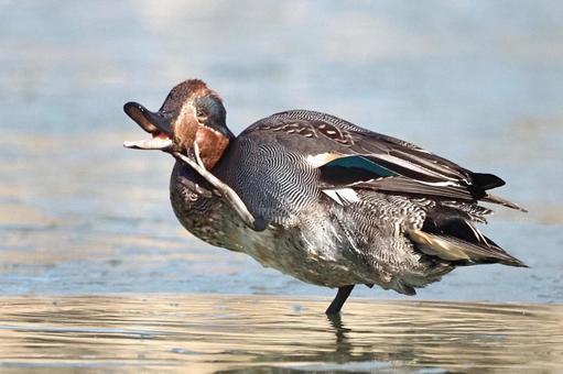 氷上のコガモ コガモ,鴨,水鳥の写真素材