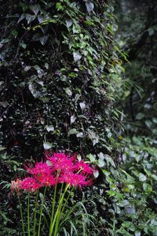 雨に濡れた彼岸花と蔦 彼岸花,曼珠沙華,雨粒の写真素材