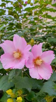芙蓉の花、雫を纏っている 芙蓉の花、雫を纏っているの写真