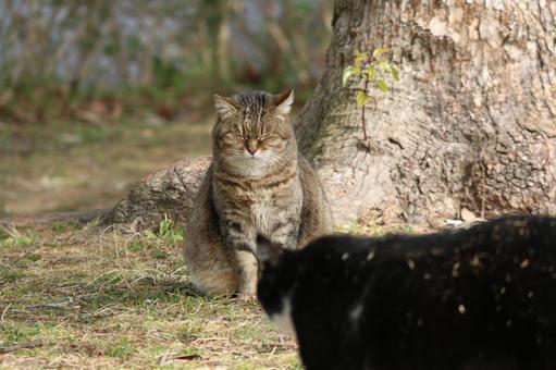 野良猫 野良猫の写真