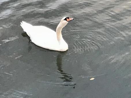 Swan 2 Swan 2