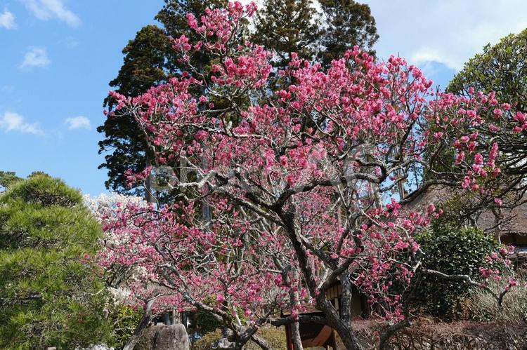 松島の3月の梅の開花の風景　梅の木 梅,紅梅,赤の写真素材